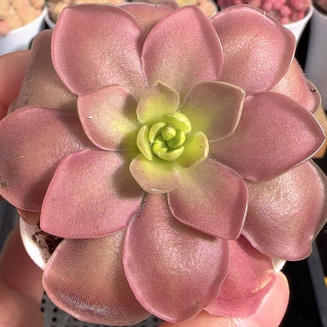 多肉1229-329赛题捕虫堇