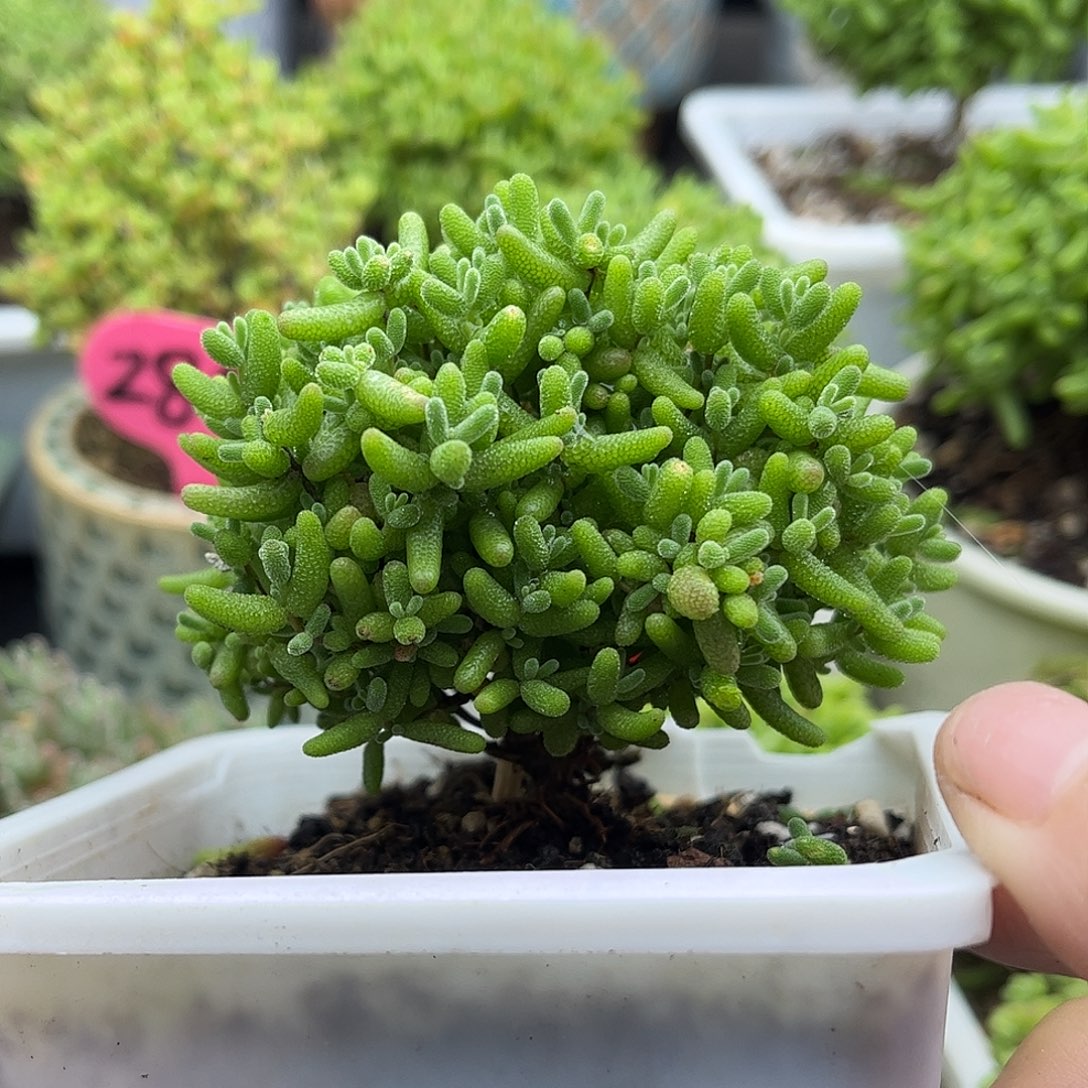 27蜜桔糖球优选枝干番杏