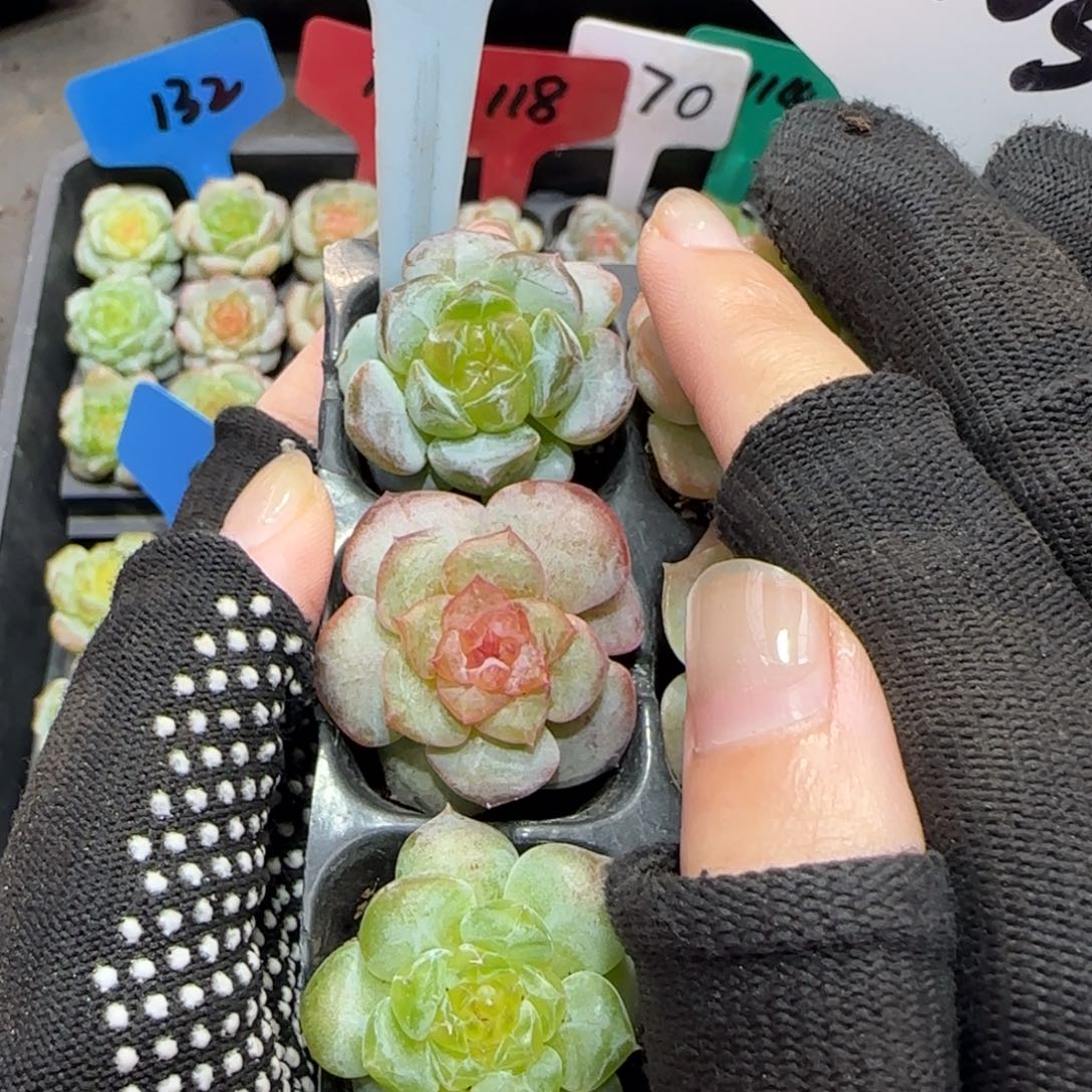 271满38包邮➗偏远发货后不退货退款