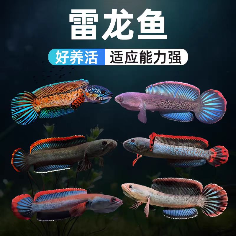  顺丰链接 网红南鳢中小型雷龙观赏鱼冷水彩虹雷龙淡水免打氧