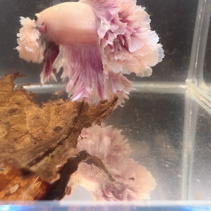 梦***雪海水鱼100号印尼pk