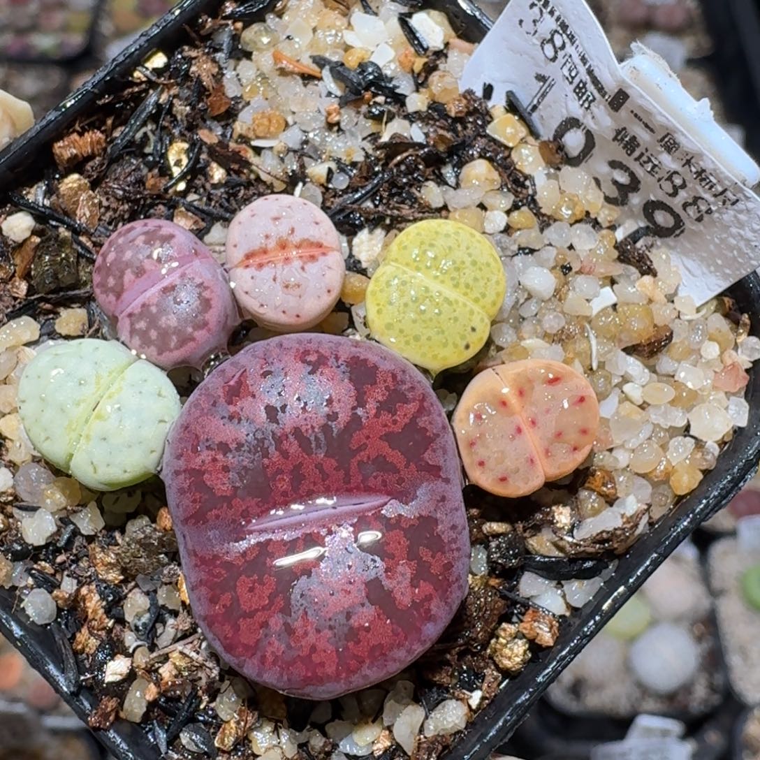 Zzz小黄车里捡漏啦1039