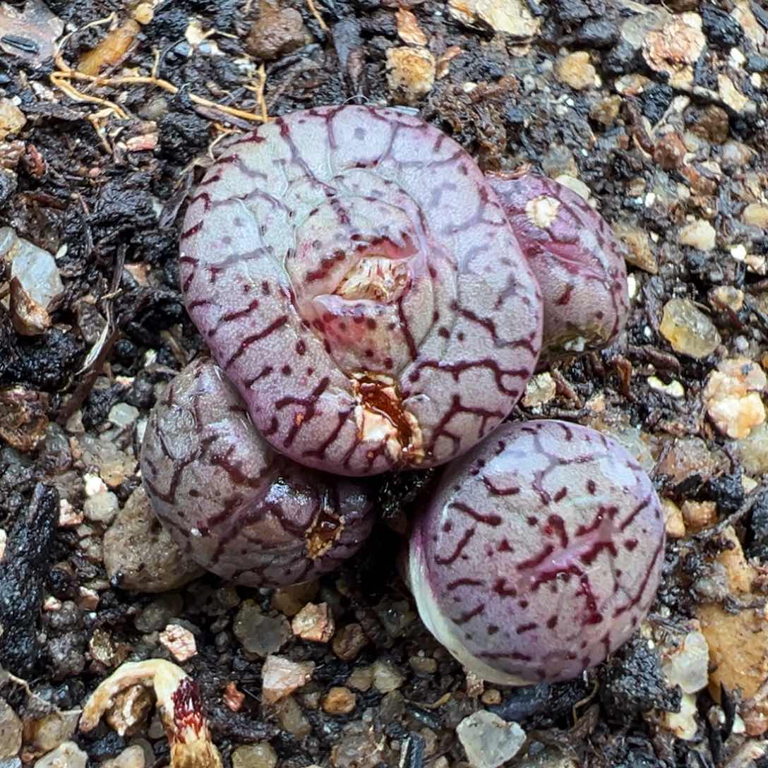 2.20好看的多肉683