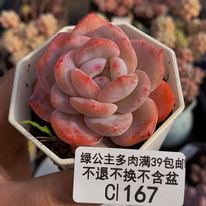 冰橙5cm167多肉植物