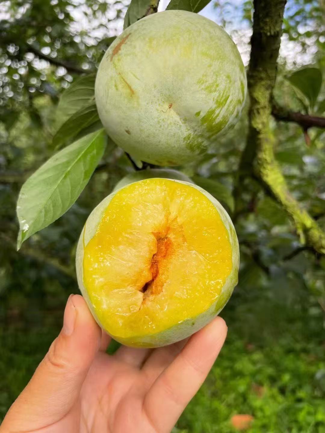 九峰原产地直发绿宝石柰李