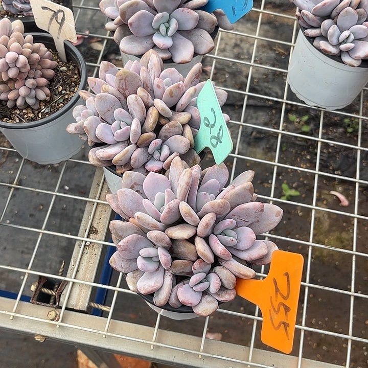 壹***念，两单包邮，一物一拍，632,28,255