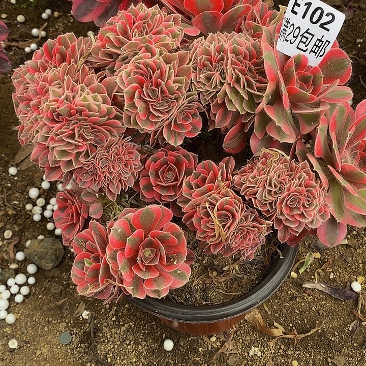 多肉女巫缀102多肉