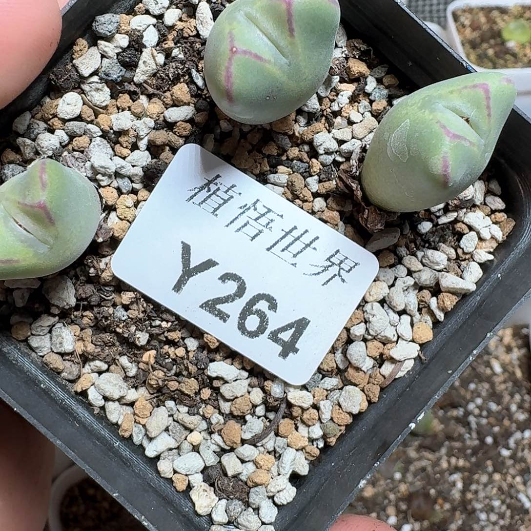 264号多肉植物哇c