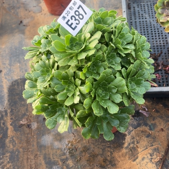 387绿羊绒不包断枝