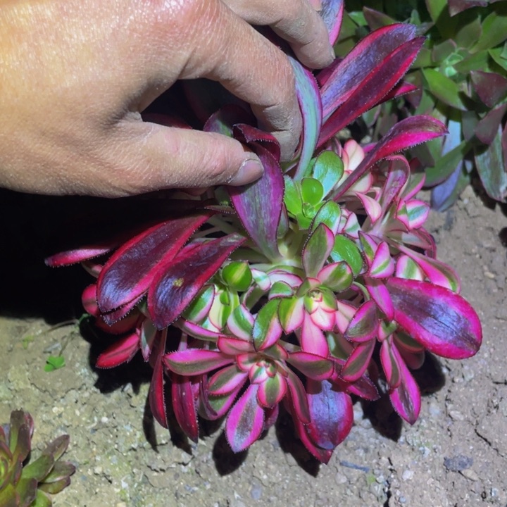 5477香奶奶花脸多肉植物