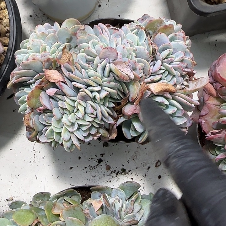 青蛙王子儿童牙膏套装11