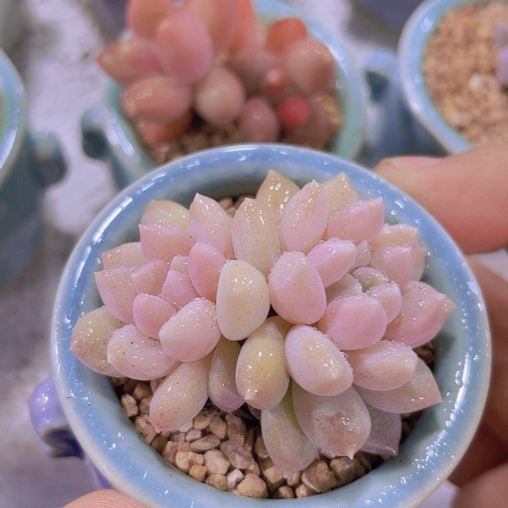 双头奶糖带土带盆