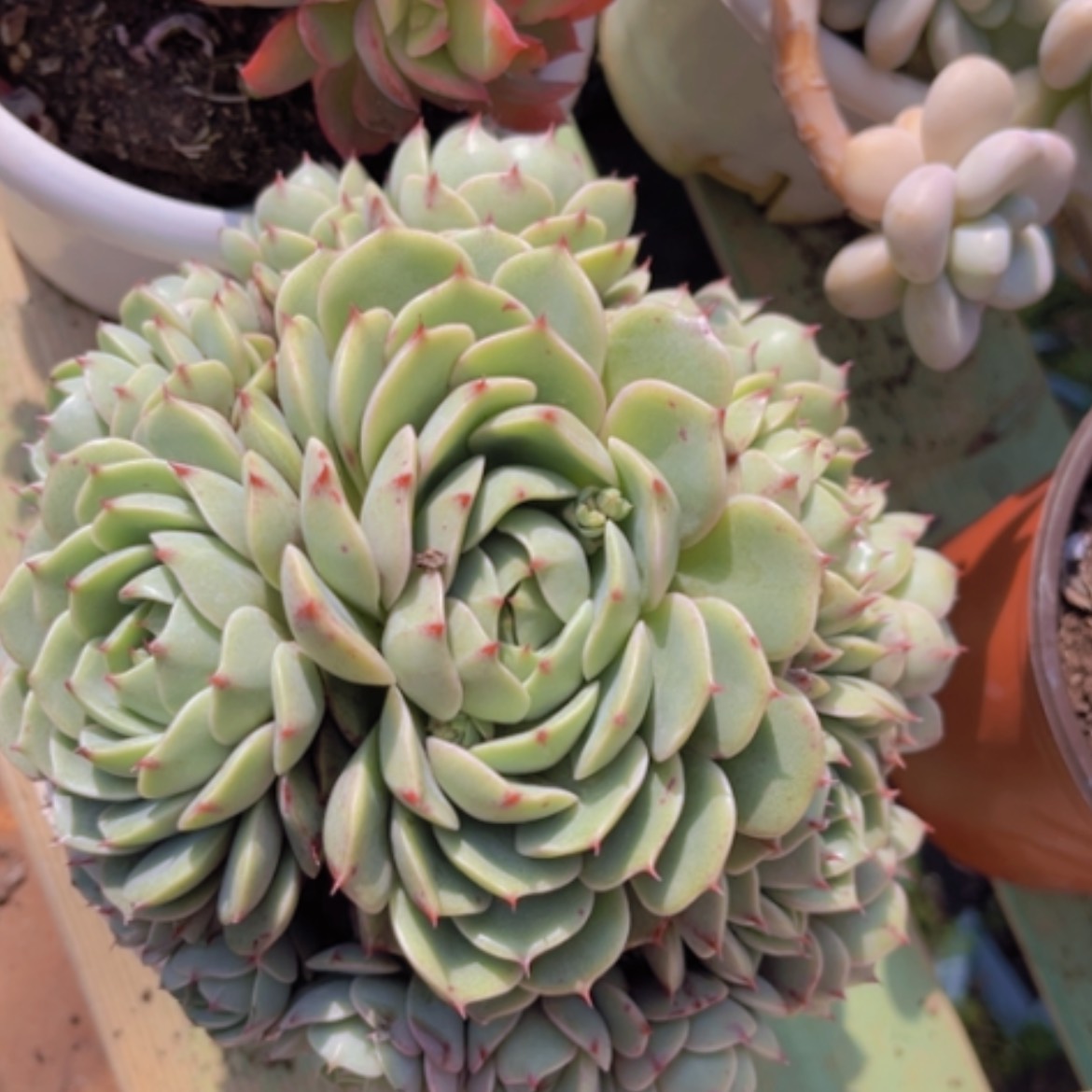 【闪购商品】笨吧06162