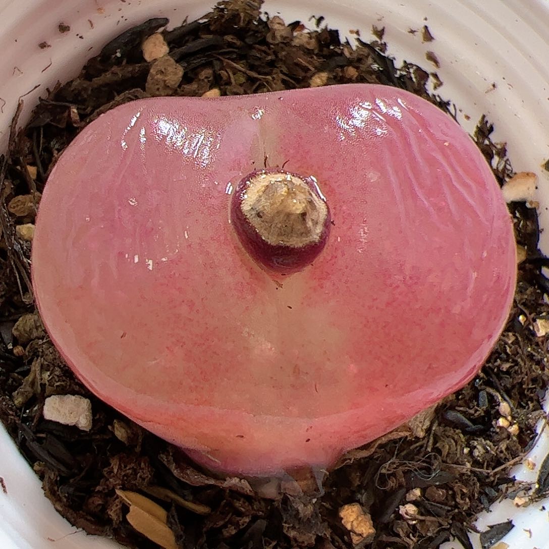 【闪购商品】215 带盆