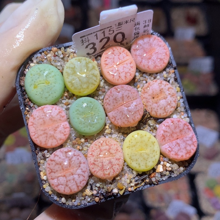 精品生石花115.329