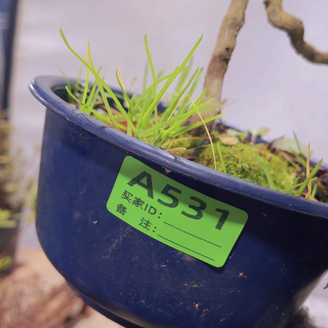 红陶直播时间一直一个