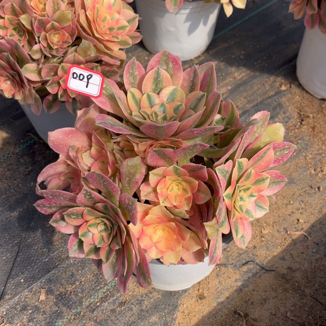 009多肉植物红牡丹