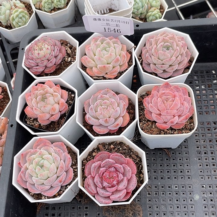 薇薇安园艺多肉1546