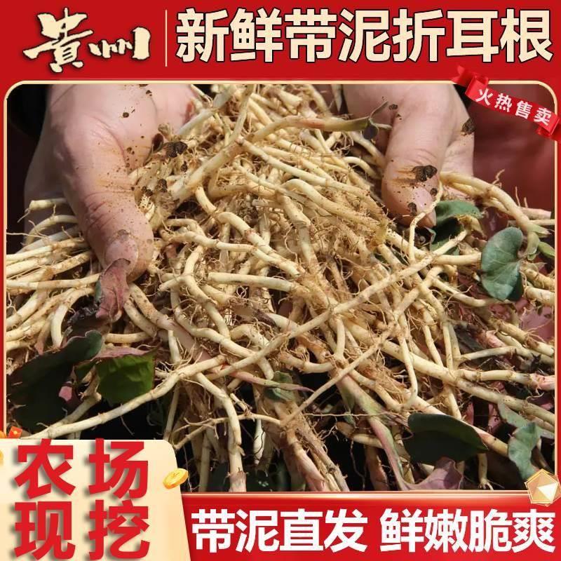 【应季】贵州高山现挖农家自种折耳根头茬新根嫩根新鲜红叶鱼腥草