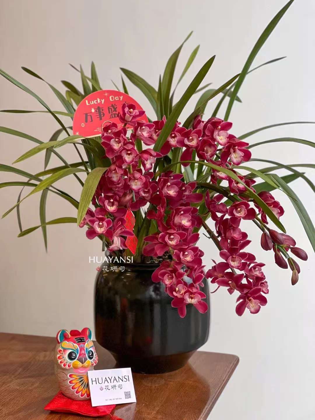 肯尼大花蕙兰年宵花