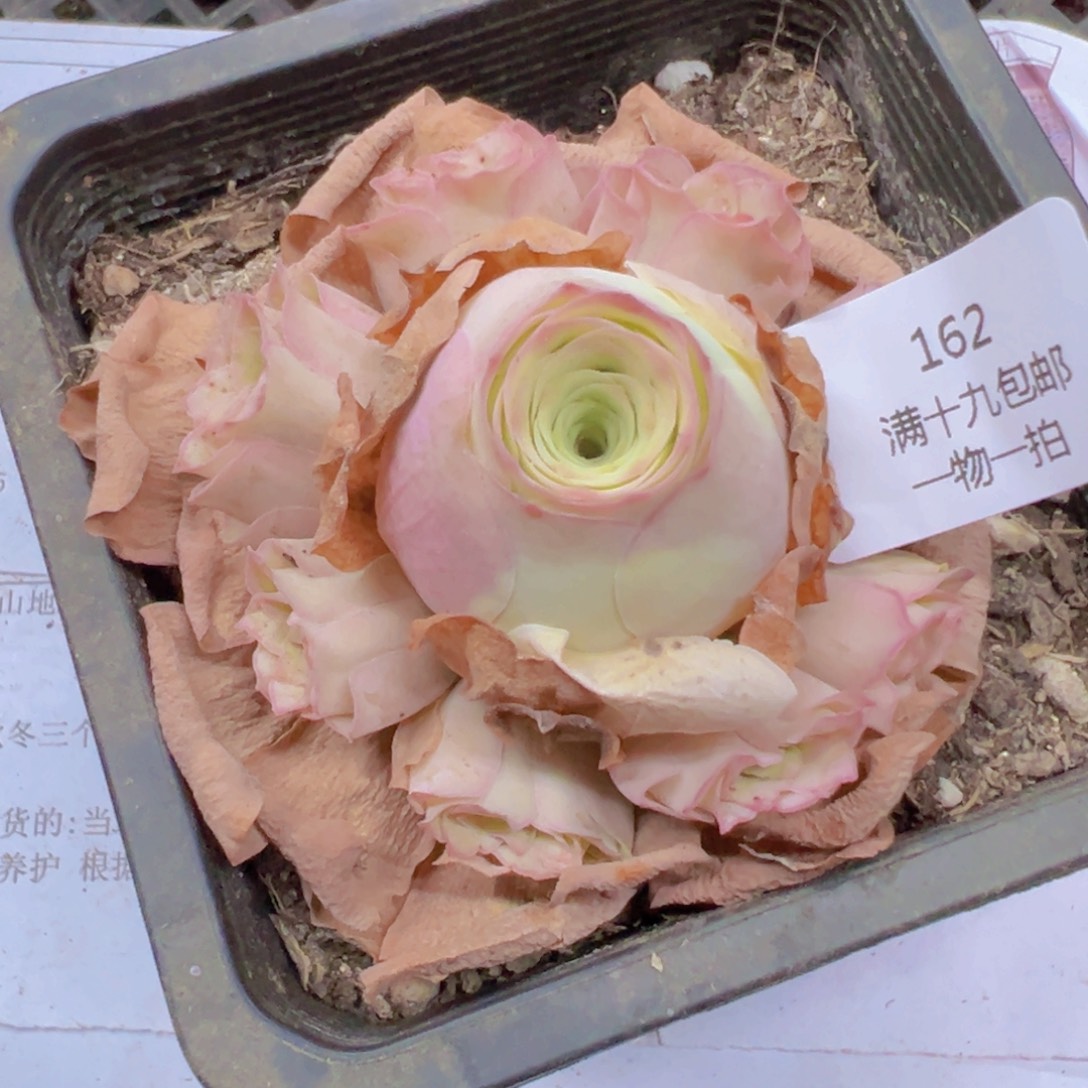 162 带盆土发货无售后