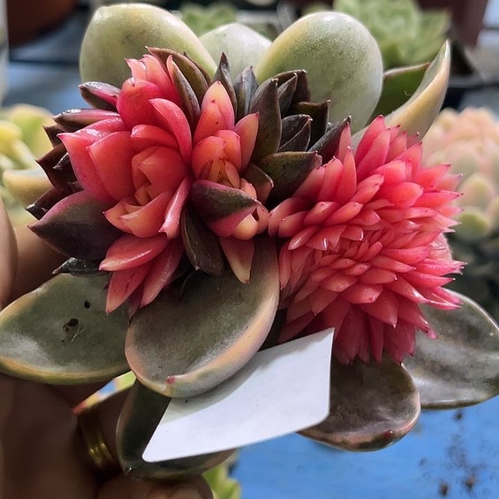 266紫水晶锦底座无根多肉