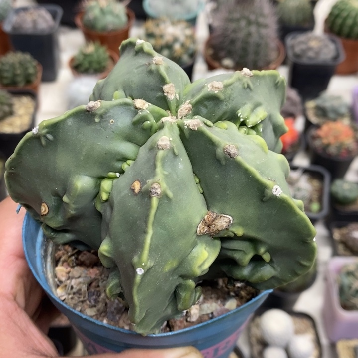 实生核桃特价带疤特价