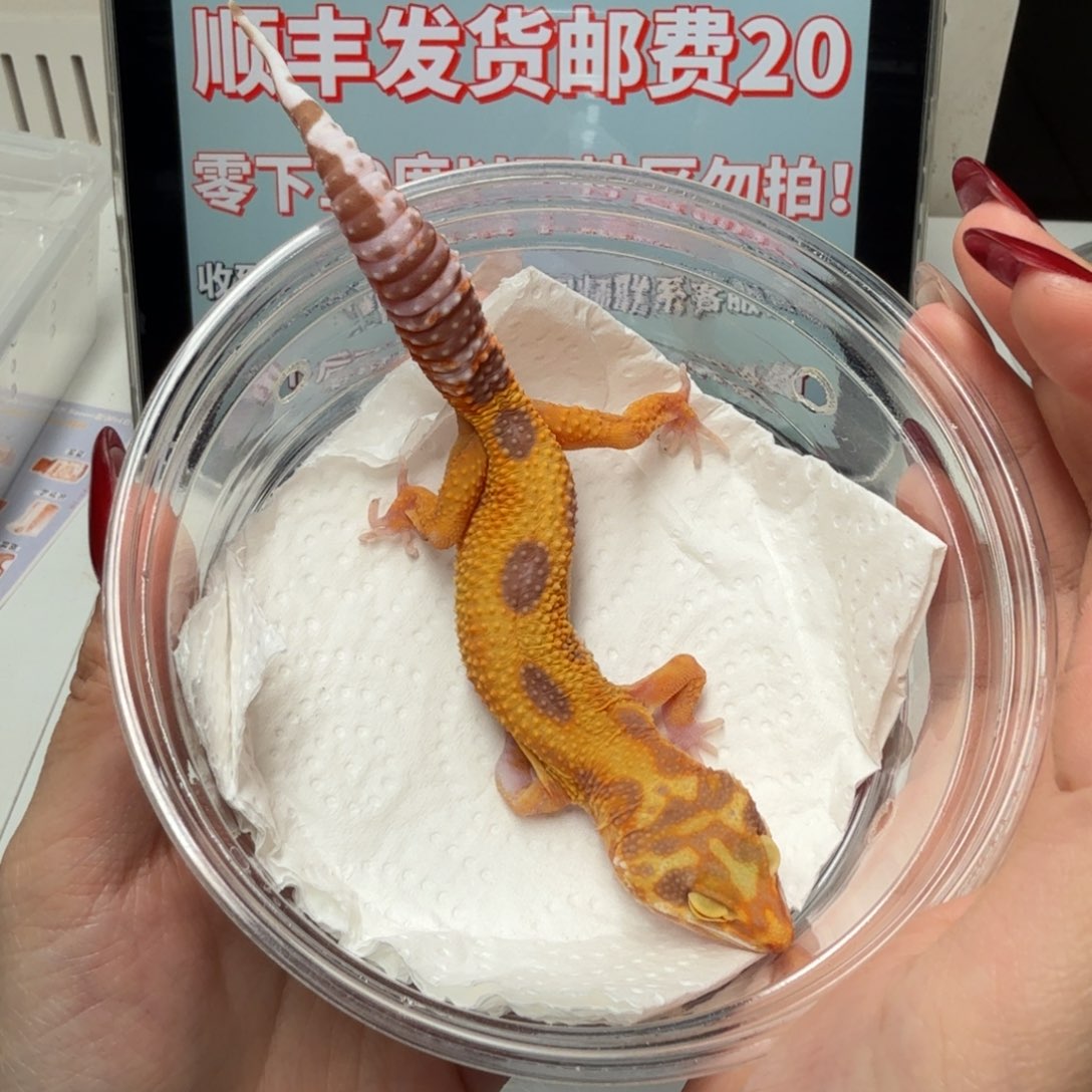 豹纹守宫川普妹妹