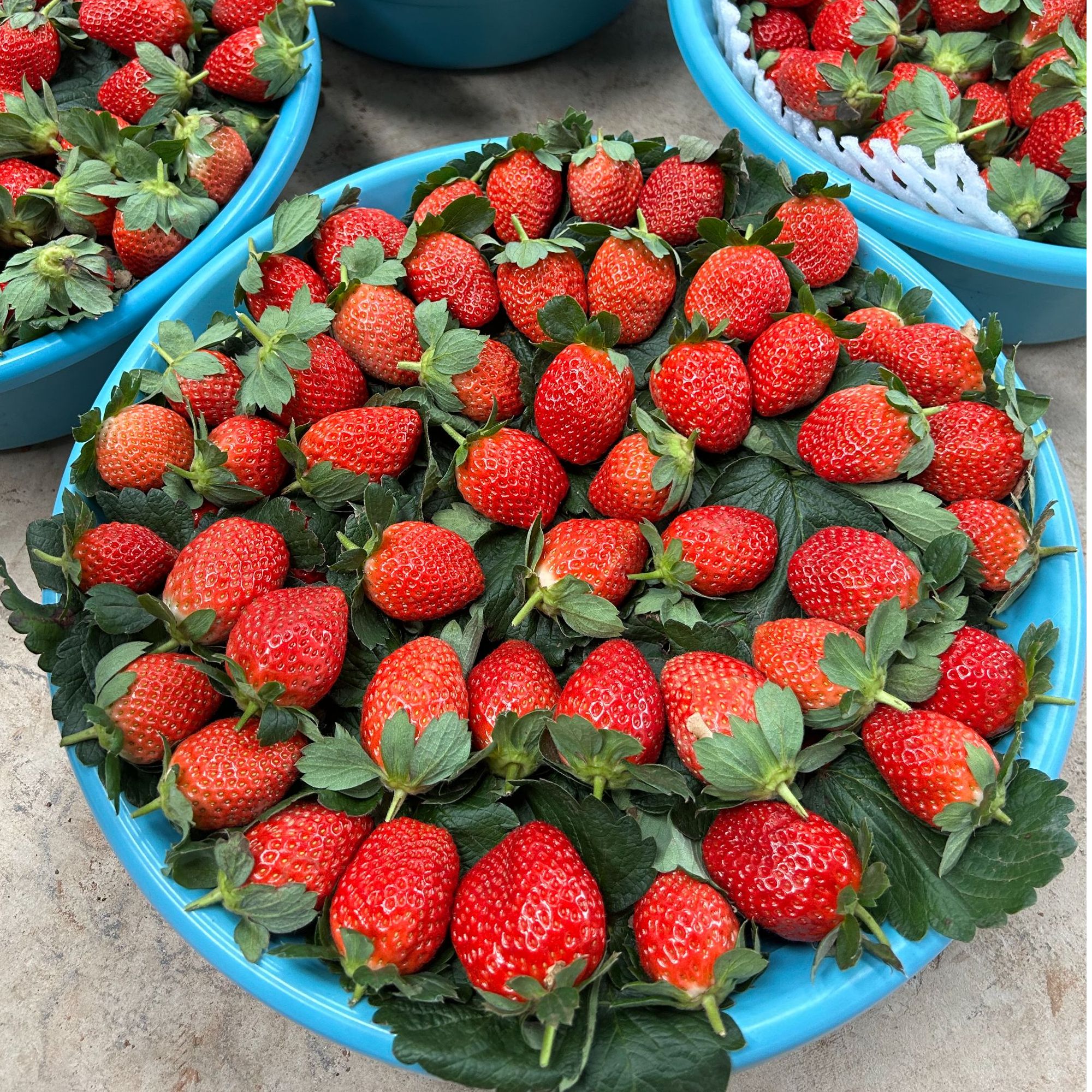 【顺丰包邮】奶油草莓新鲜现摘四川攀枝花露天草莓非丹东九九草莓