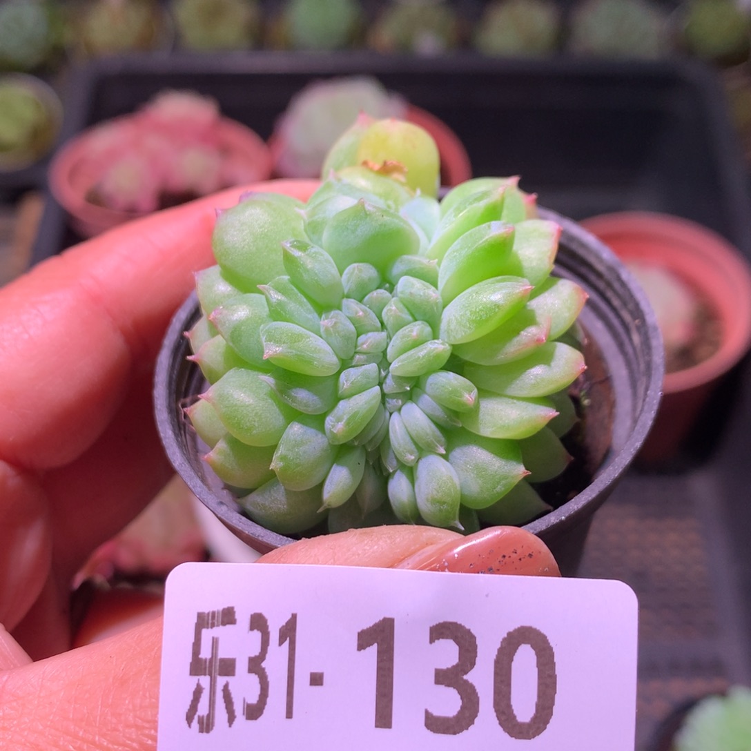 乐然31-130 新品缀化 