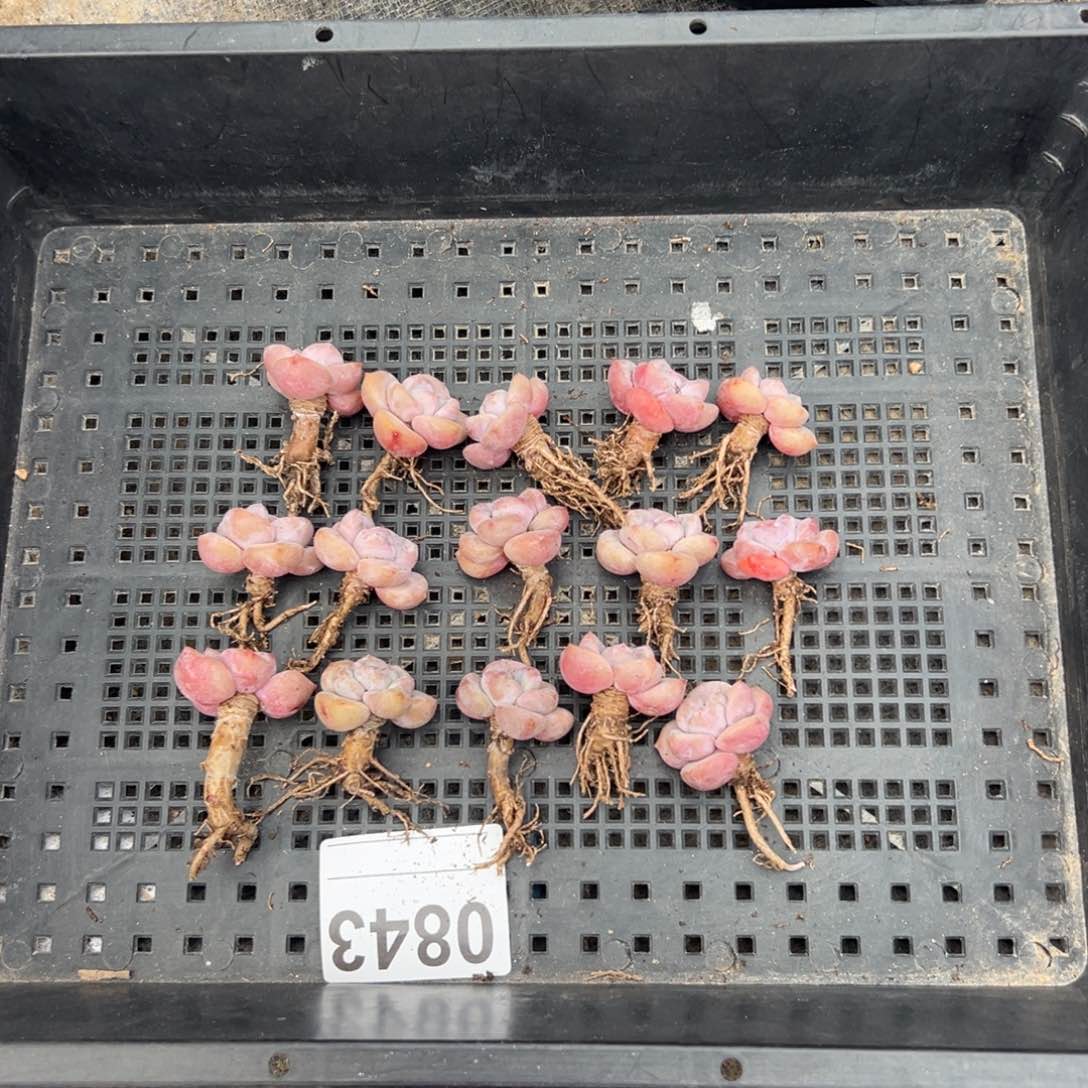 14个紫梦露老庄0843