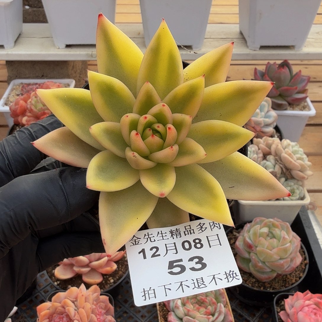 1208-53乌木玛丽亚锦