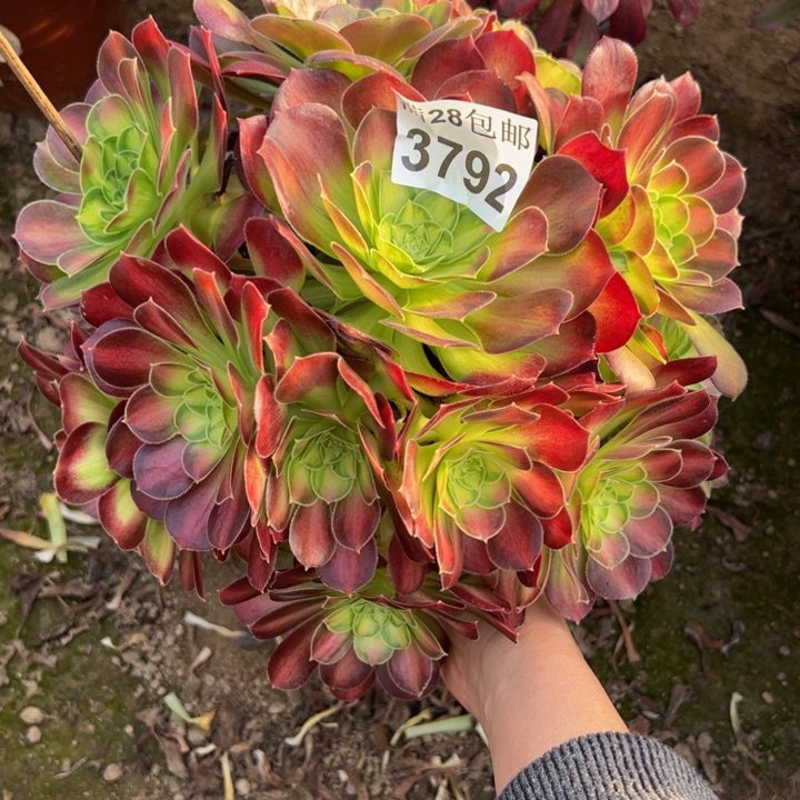 3792韶华多肉植物