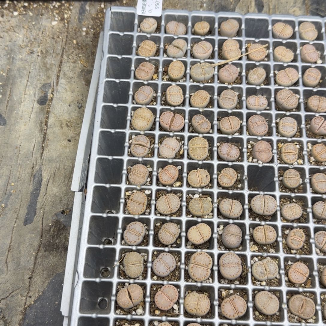 9501。c24饼干。左边第一列。12颗