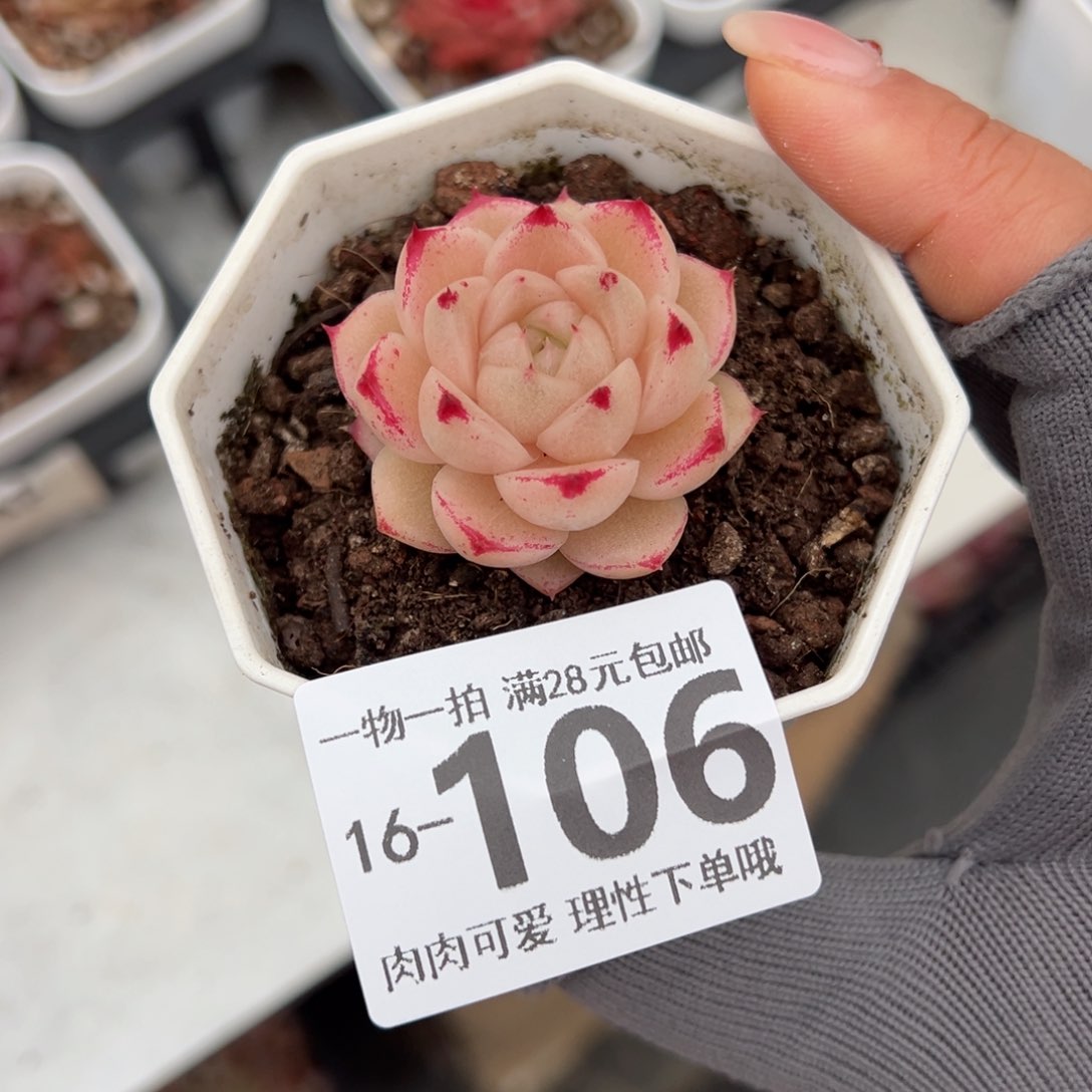 红枫多肉多肉多肉多肉