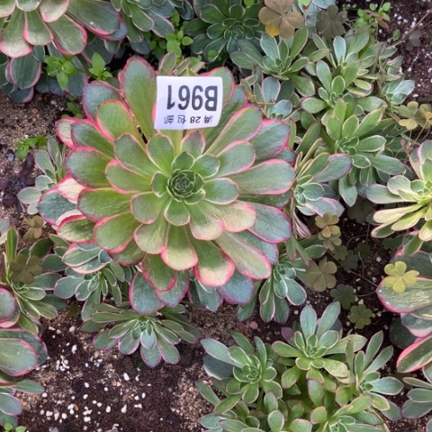 961粉花妖不包断枝