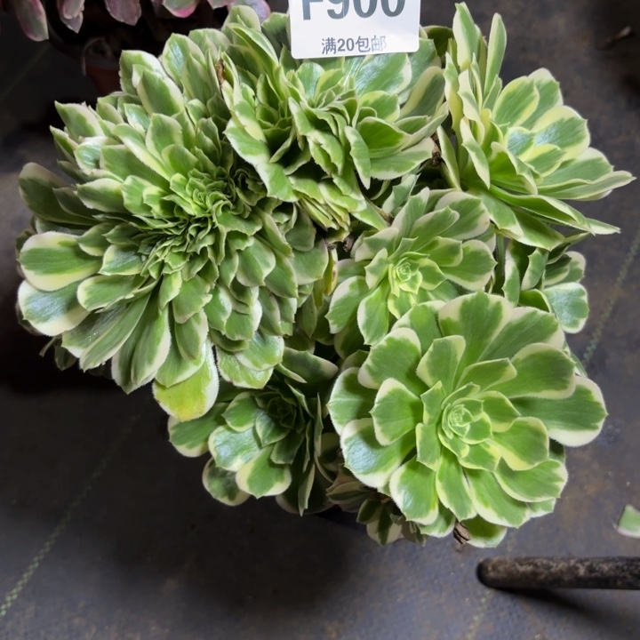 瑞妈多肉园艺，900.迈