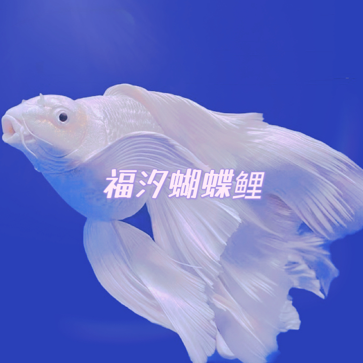 B福汐蝴蝶鲤-【主播改价专用】