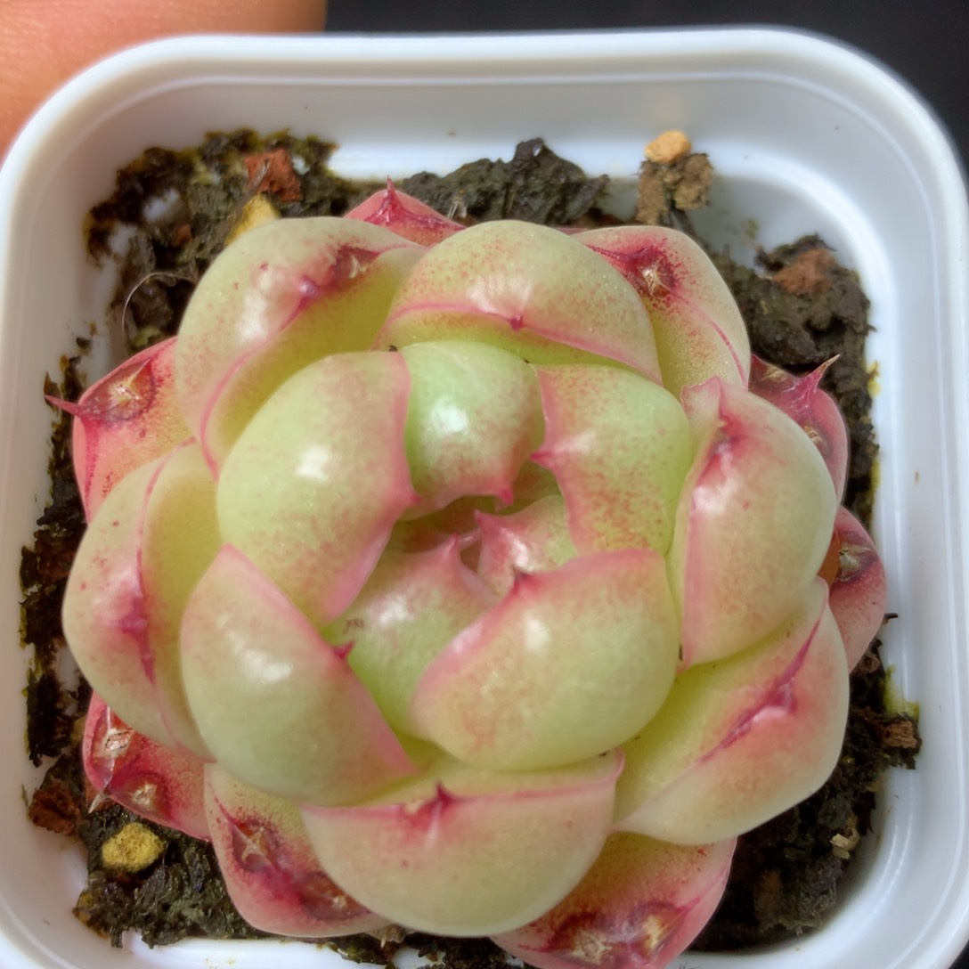 18 精品多肉一物一拍