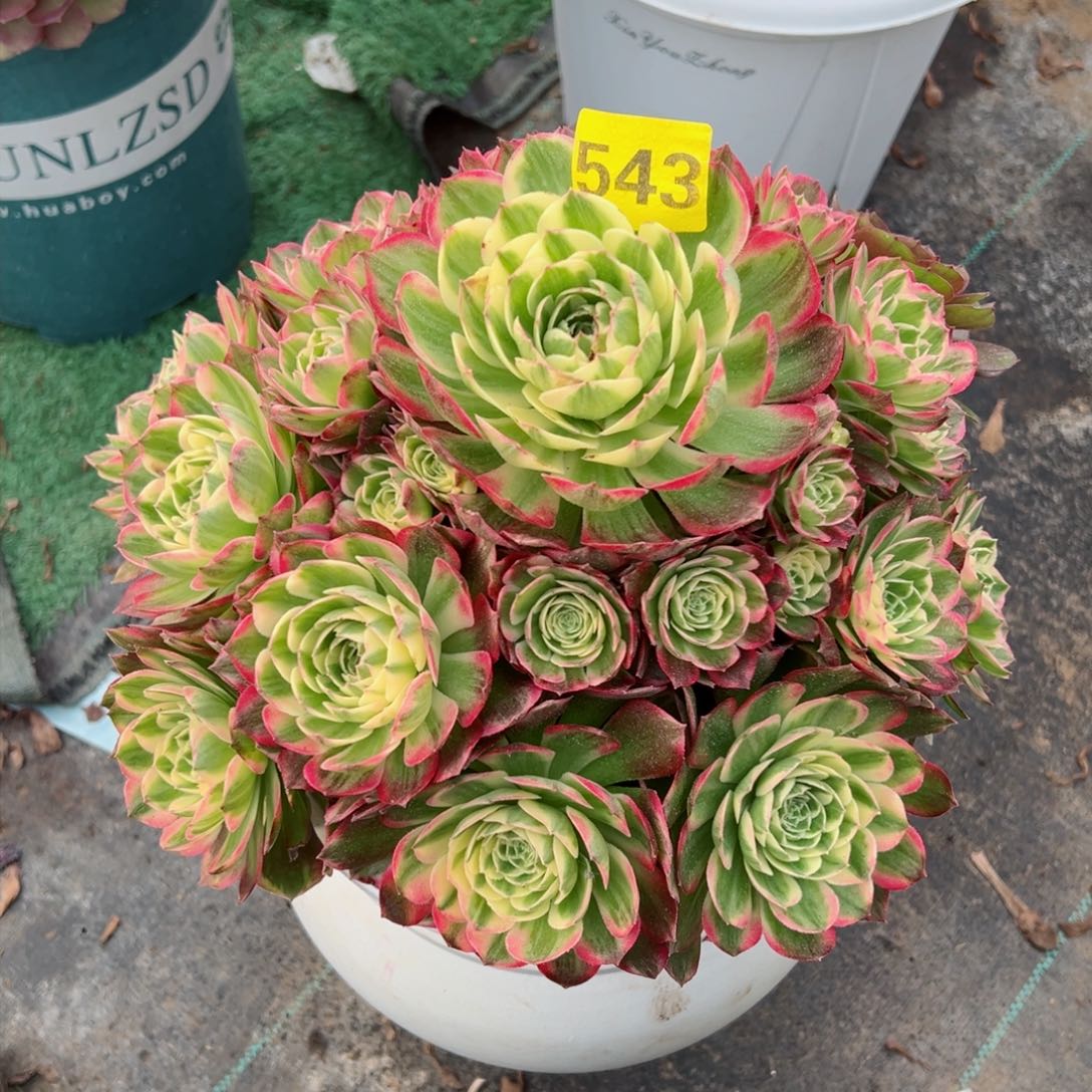 543海王法师多肉植物