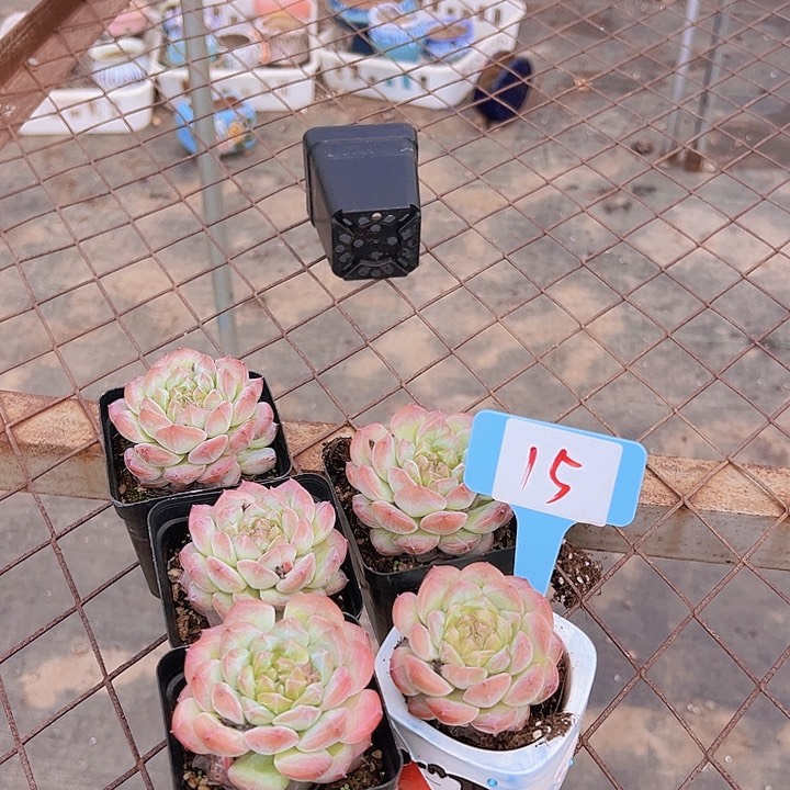 15雪珀一个脱土多肉