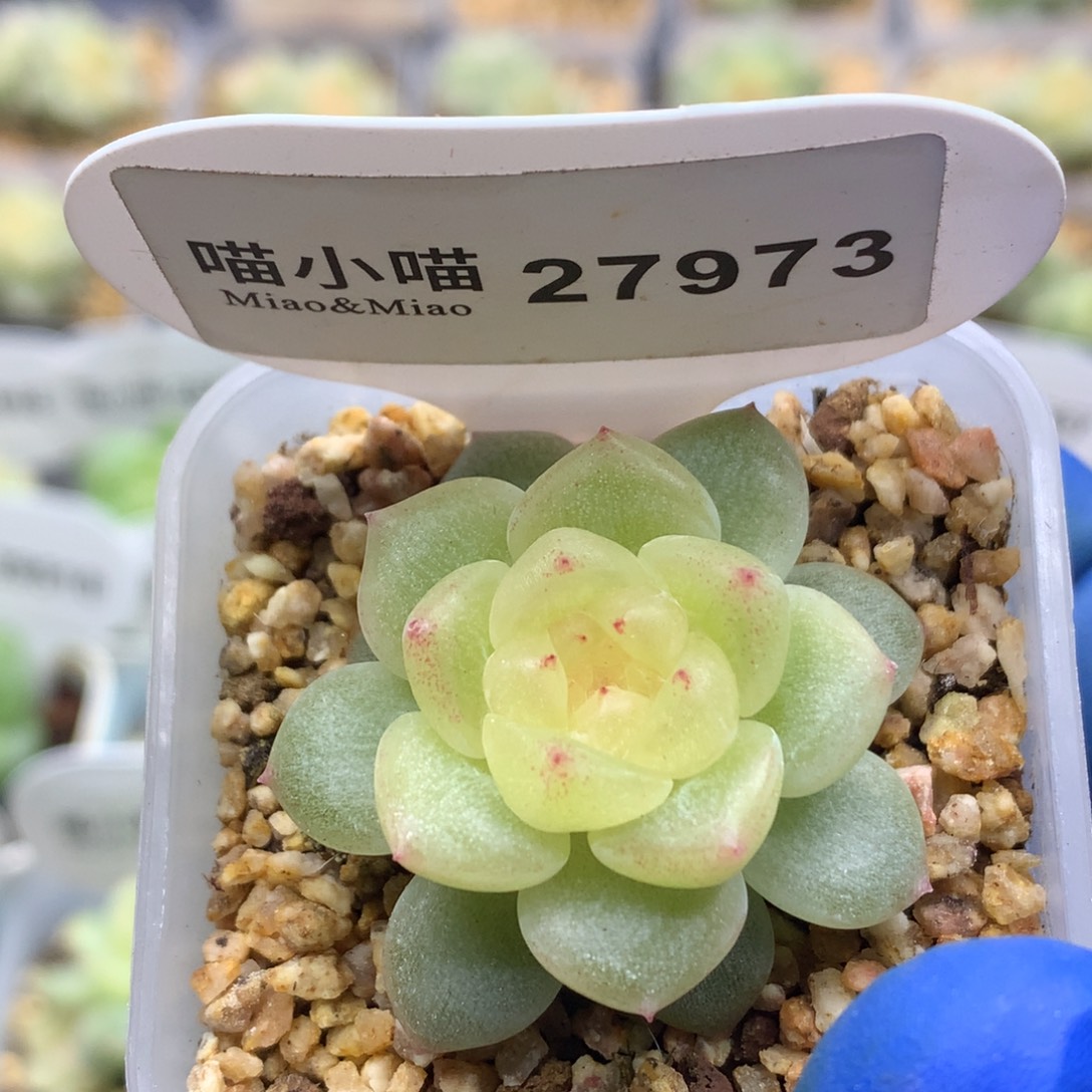 ****嗷多肉植物杂交珍妮