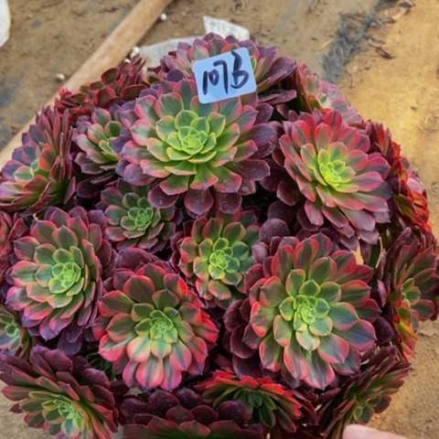 朝霞朵朵多肉植物107多肉不包断