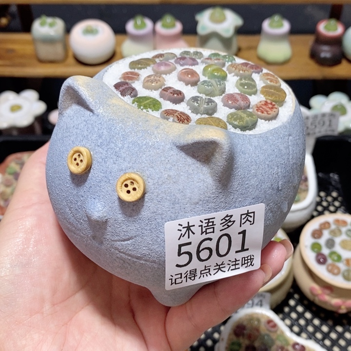 带盆土植物 一物一拍5601