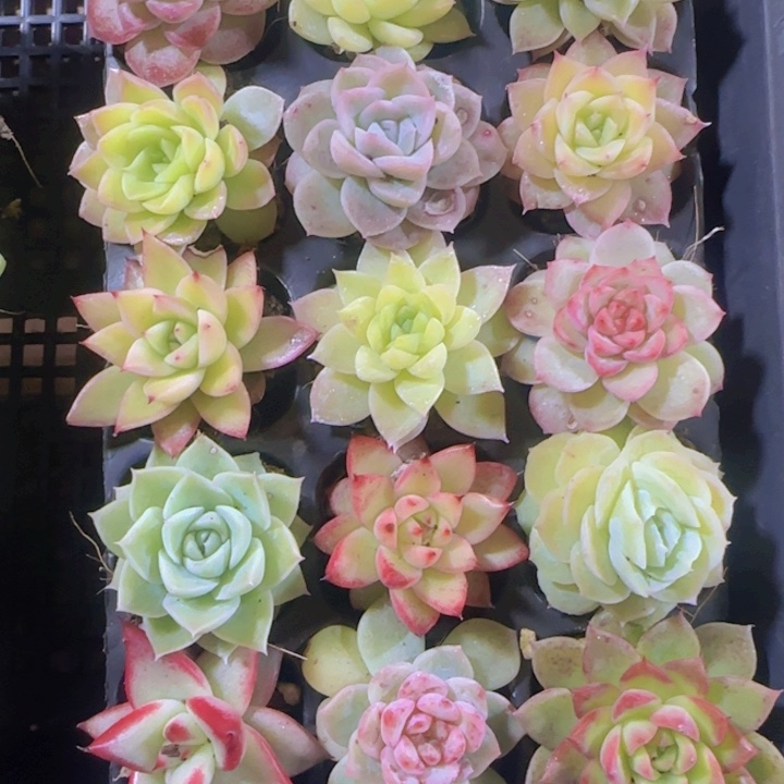 直播一物一拍多肉05