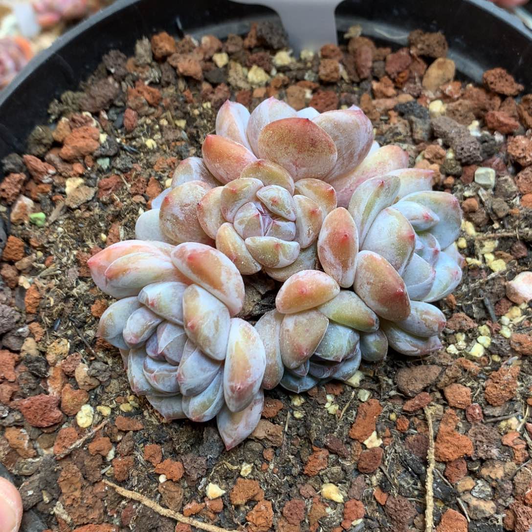 A30 6头橙子老桩 有砍 8厘米