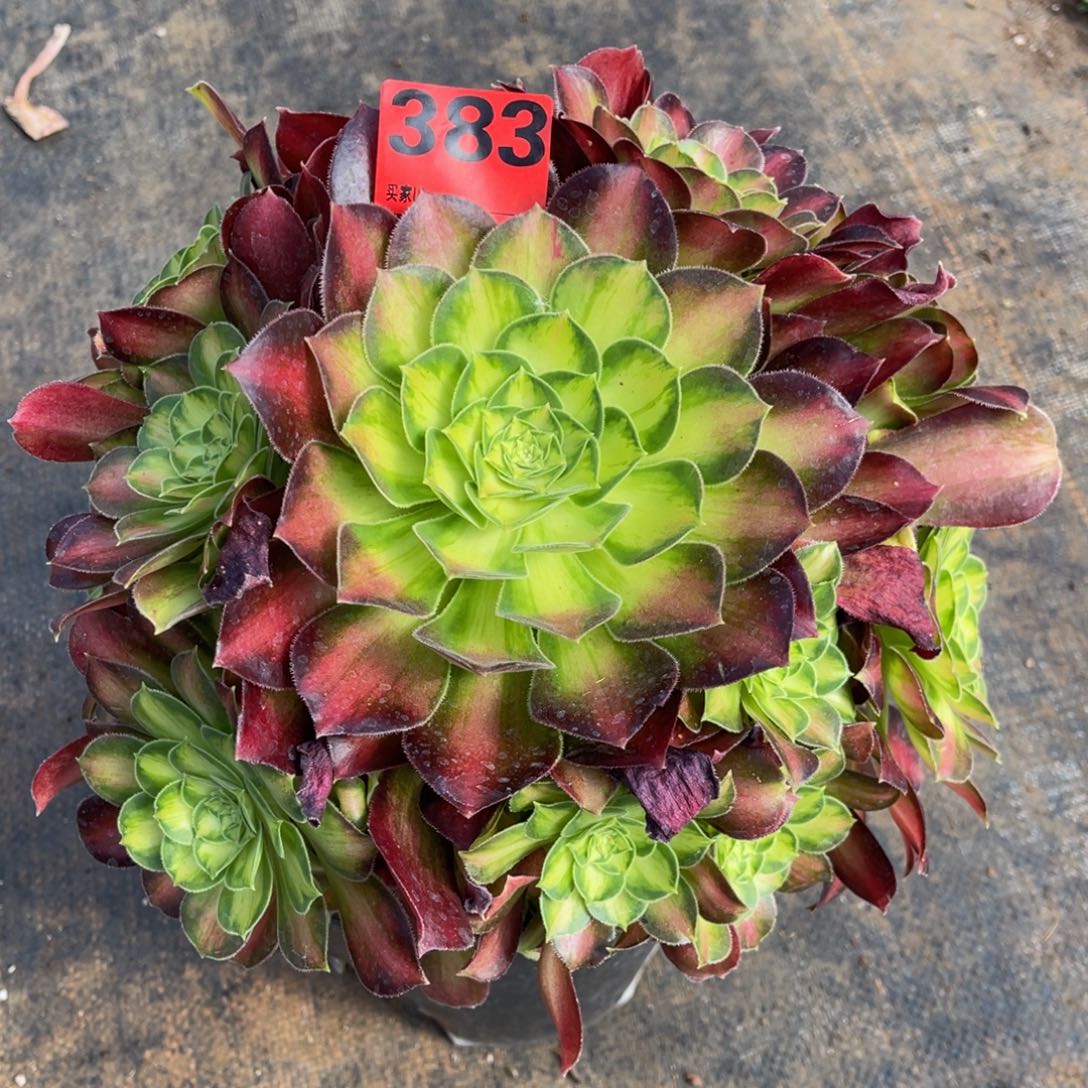 383多肉法师韶华