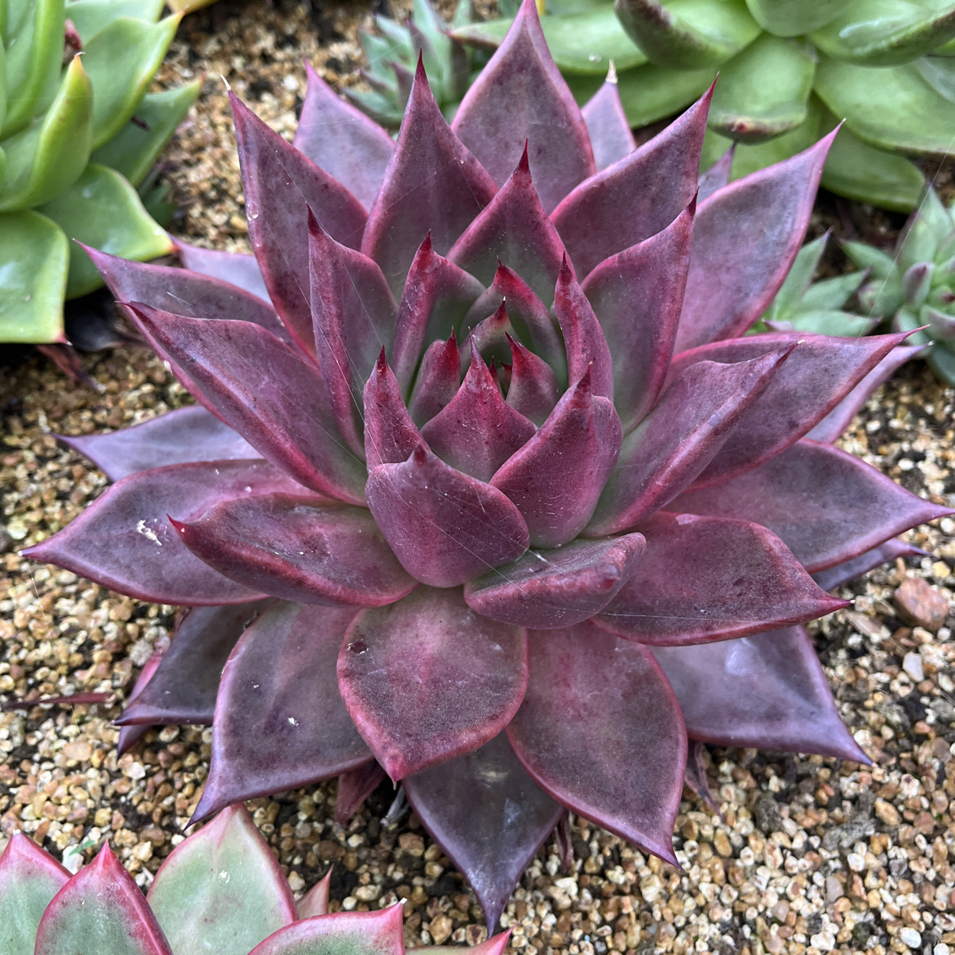 精美老桩东云一物一拍