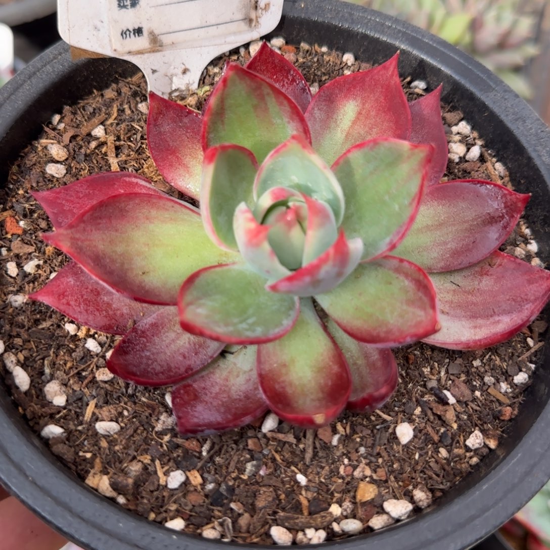 惊鸿一物一拍包装收缩花旱762