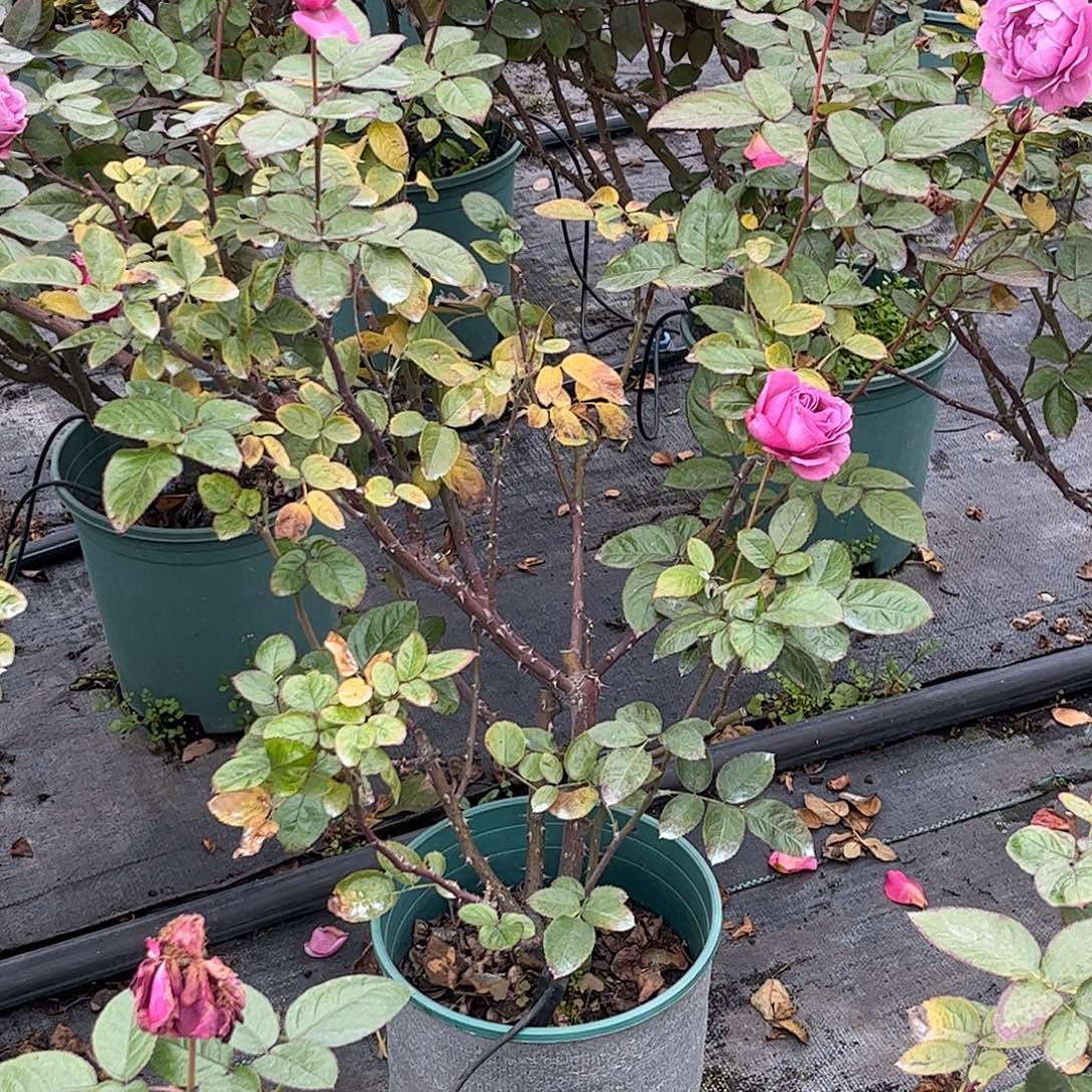 无花朵梅子色完美，1.8加仑土球修剪发货